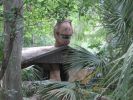 PICTURES/Dinosaur World Florida/t_IMG_5953.jpg